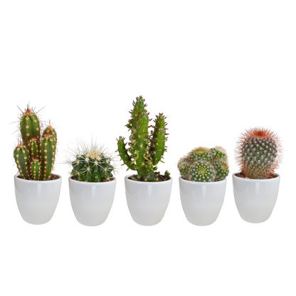 Kakteenmischung 5,5 cm - 5x - in witte pot - Pflanzfix24.de - Pflanzfix24.de