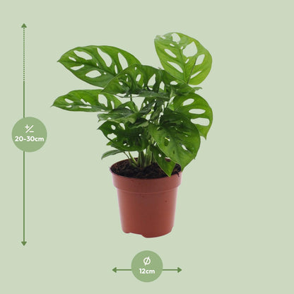 Monstera Monkey Leaf Lochpflanze Ø12 cm – 30 cm | Pflanzfix24.de - Pflanzfix24.de