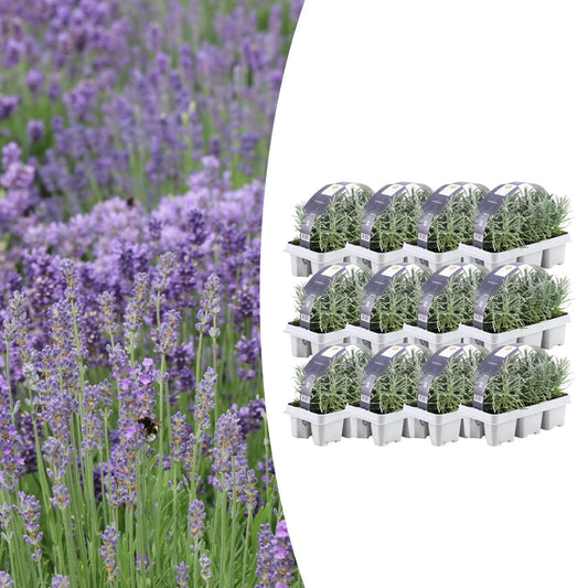 12x Lavendel angustifolia 15cm – Echter Lavendel, duftend | Pflanzfix24.de - Pflanzfix24.de