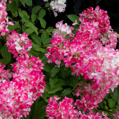 Pflanzfix24 - Hydrangea panniculata Pink Diamond - 3er Set - Topf 17cm