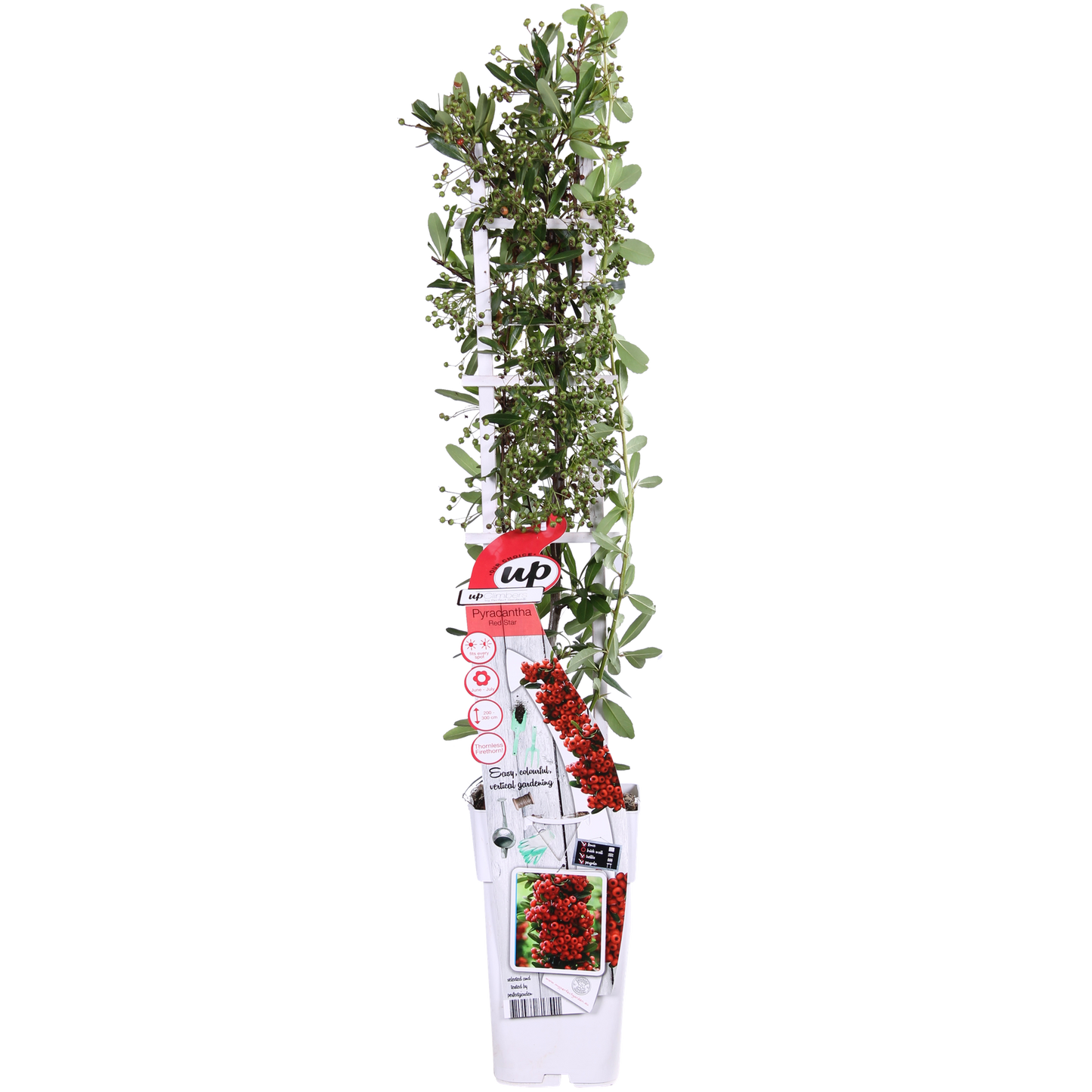 Pyracantha coccinea Red Star - Ø23cm - ↕75cm - Ø15 - ↨65cm - Pflanzfix24