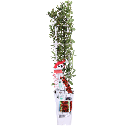 Pyracantha coccinea Red Star - Ø23cm - ↕75cm - Ø15 - ↨65cm - Pflanzfix24