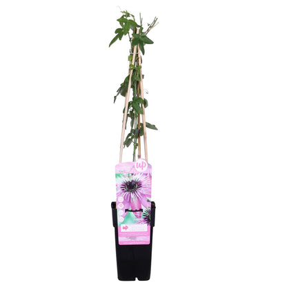 Passiflora Violett 'Purple Haze' - Ø15cm - ↕65cm - Pflanzfix24