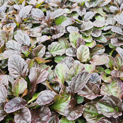 12x Ajuga reptans - Bodendeckerpflanze - Pflanzfix24