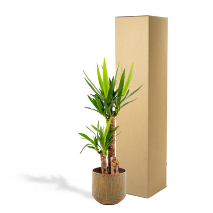 Yucca mit Topf - ↨100cm - Ø21cm von Pflanzfix24