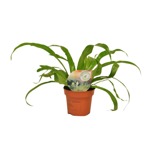 Asplenium Antiquum - Ø12cm - ↕30cm bei Pflanzfix24.de - Pflanzfix24.de