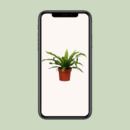 Asplenium Antiquum Ø12cm – pflegeleichter Zimmerfarn | pflanzfix24