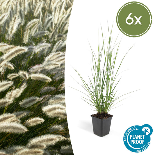 6x Pennisetum alopecuroides 'Hameln' - ↕10-25cm - Ø9cm - Pflanzfix24.de - Pflanzfix24.de