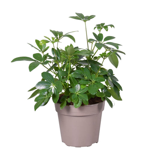 Schefflera Arboricola - Ø15cm - ↕45cm - Pflanzfix24
