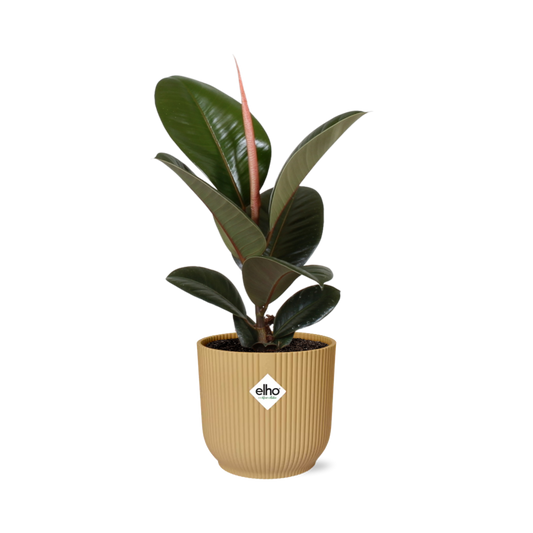Ficus Elastica 'Robusta' 14cm in ELHO Vibes Fold geel - pflanzfix24