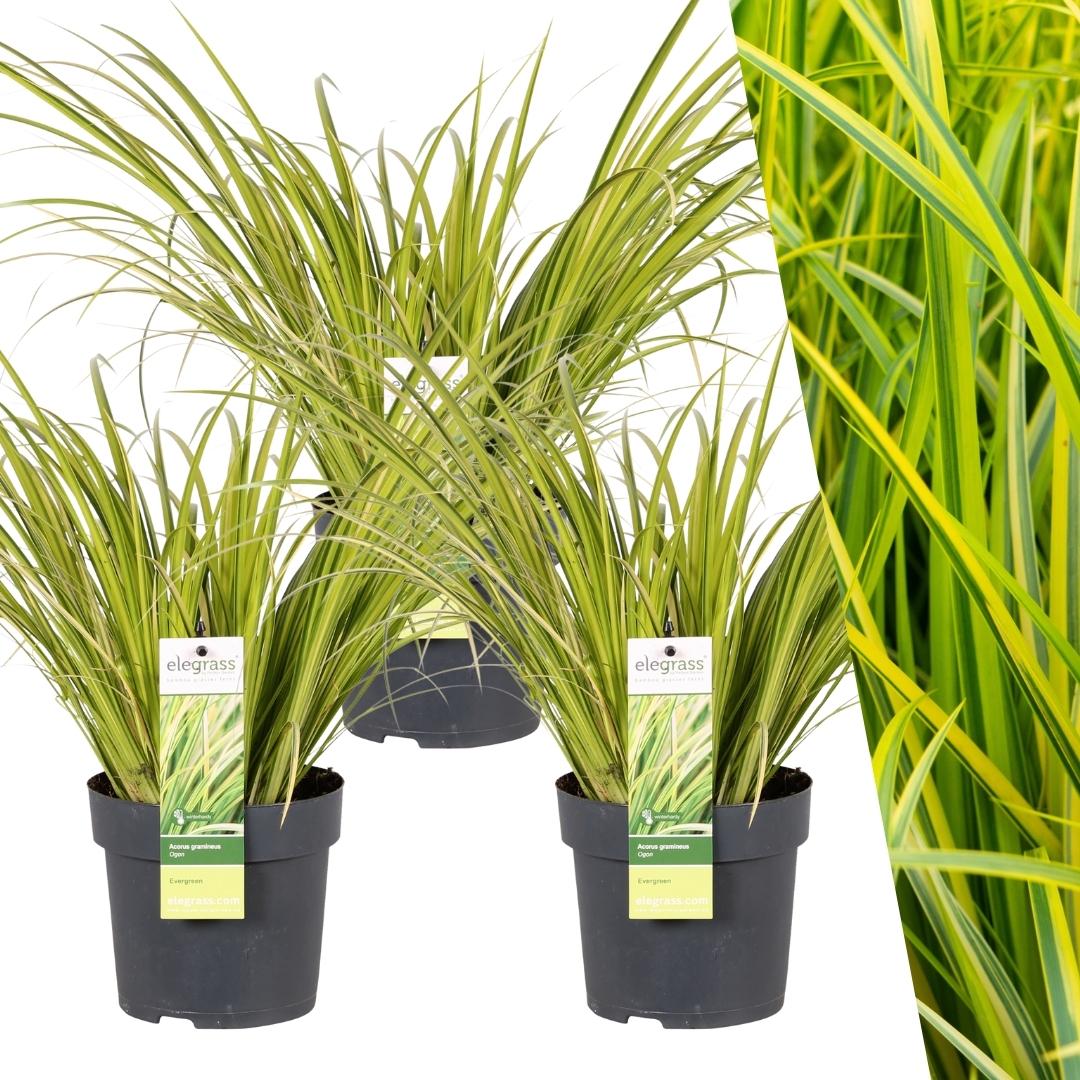 3 x Acorus gramineus 'Ogon' - Set von 3 - Ø 14 cm - Pflanzfix24