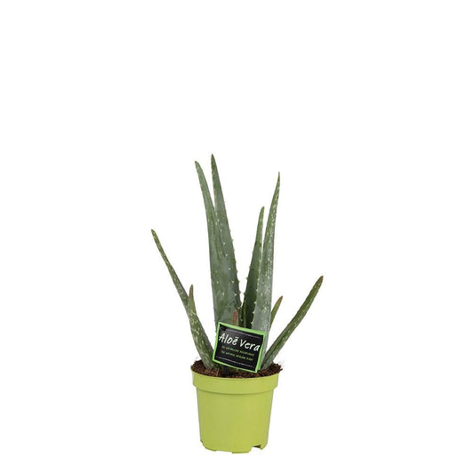 Aloë Vera 10,5cm - Pflanzfix24.de - Pflanzfix24.de