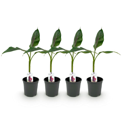 Bananenpflanze Musa sikkimensis Red Tiger - 4 Pflanzen - Topf 17cm - pflanzfix24