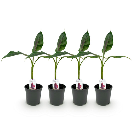 Bananenpflanze Musa sikkimensis Red Tiger - 4 Pflanzen - Topf 17cm - pflanzfix24