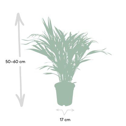 Dypsis Lutescens - Areca - Ø17cm - ↕60cm - Pflanzfix24.de - Pflanzfix24.de