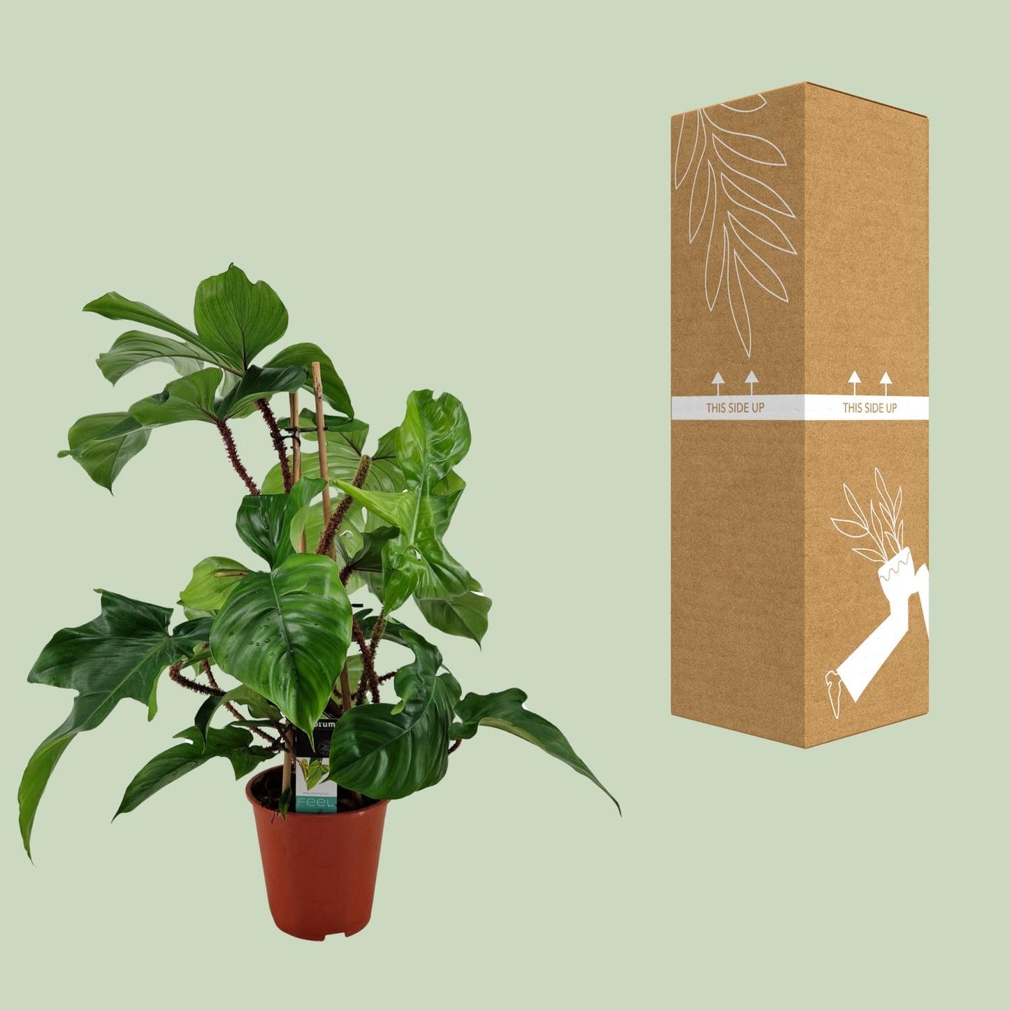 Philodendron Squamiferum - Ø19cm - ↕75cm - Pflanzfix24