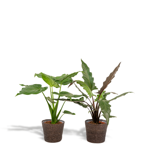 Alocasia Cucullata & Lauterbachiana Set + Korb Igmar - Pflanzfix24