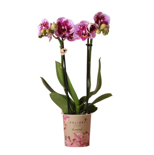 Phalaenopsis Orchidee Rosa-Lila | Diamond-Linie | Pflanzfix24.de - Pflanzfix24.de