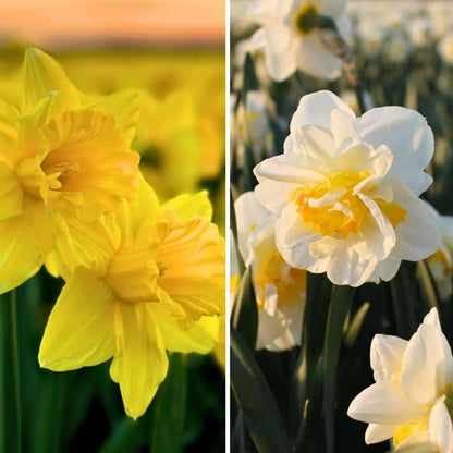Pflanzfix24 - Wild Beauty's - 20 Narzissen-Blumenzwiebeln - Größe 12/14