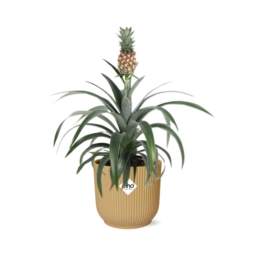 Ananas Mi Amigo in ELHO Vibes Fold 14cm geel - pflanzfix24