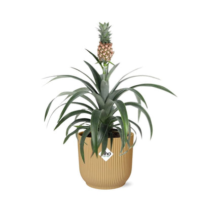 Ananas Mi Amigo in ELHO Vibes Fold 14cm geel - pflanzfix24