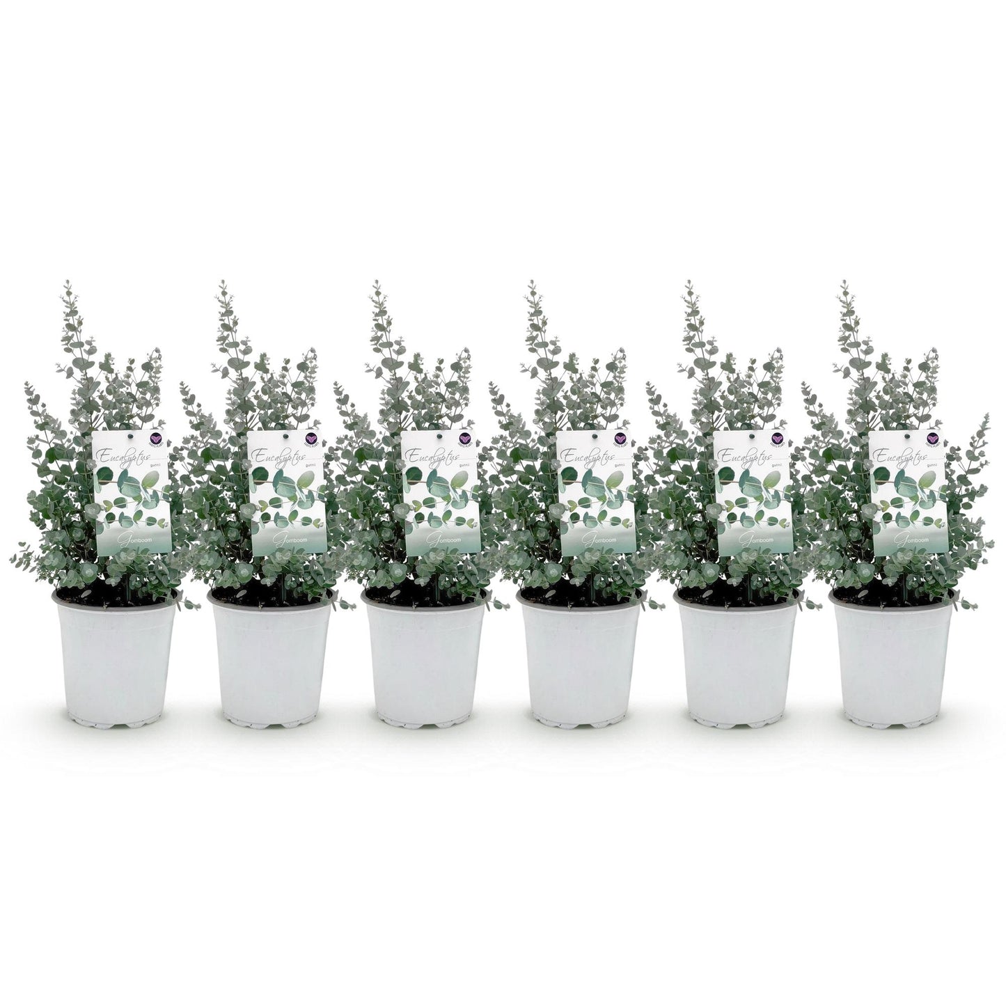 Eukalyptus gunnii - 6 Pflanzen - Winterhart - Topf 17cm - Pflanzfix24