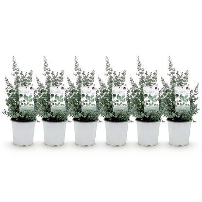 Eukalyptus gunnii - 6 Pflanzen - Winterhart - Topf 17cm - Pflanzfix24