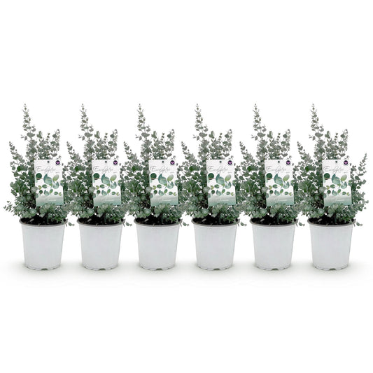 Eukalyptus gunnii - 6 Pflanzen - Winterhart - Topf 17cm - Pflanzfix24