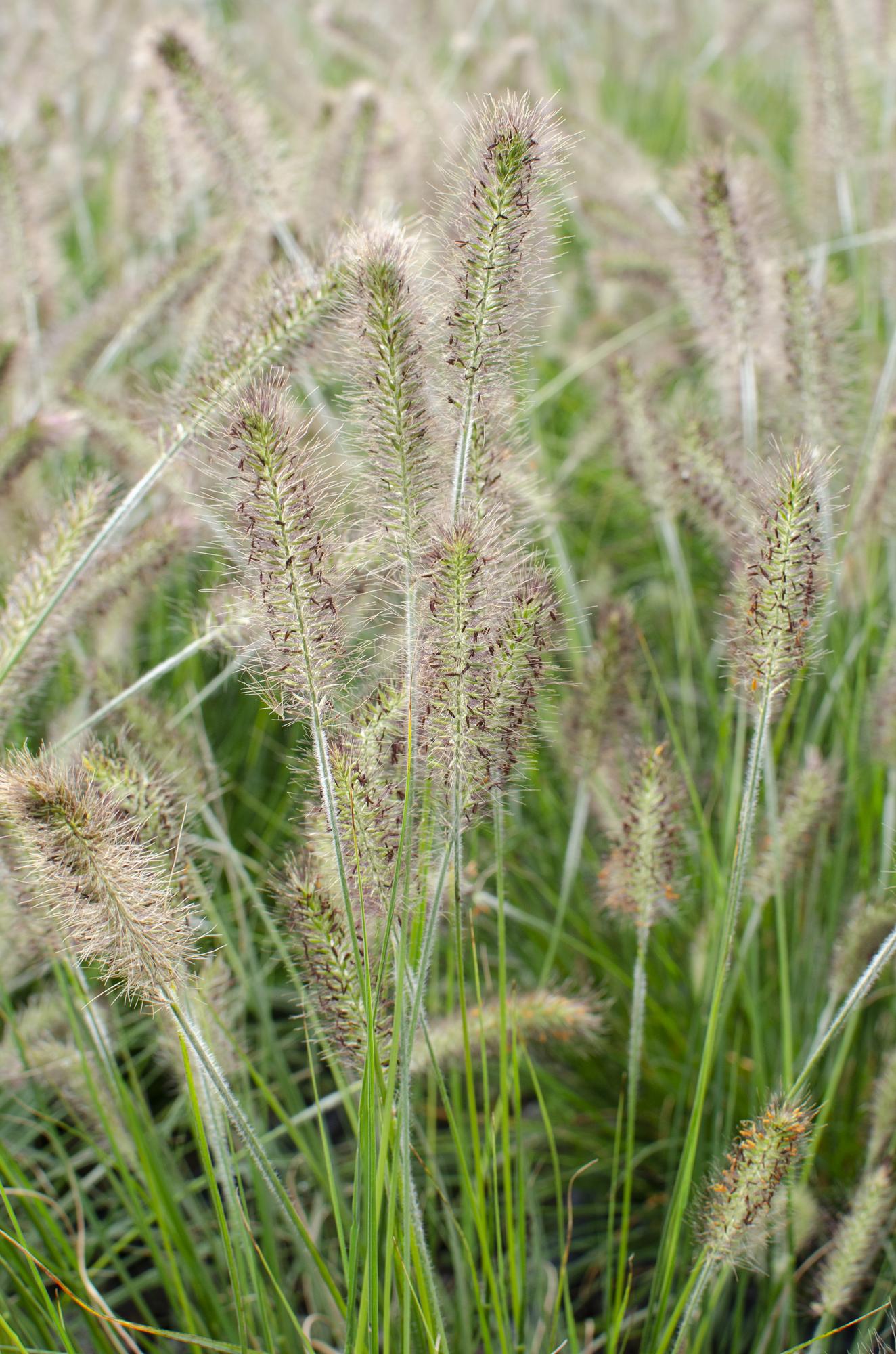 Pennisetum alopecuroides 'Hameln' - Ø19cm - Pflanzfix24