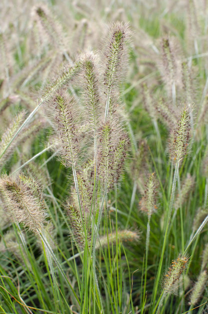 Pennisetum alopecuroides 'Hameln' - Ø19cm - Pflanzfix24