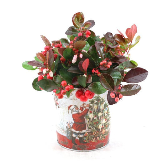 Gaultheria Pr. 'Big Berry'® P10 In Zinc Santa - Ø11cm - ↕15cm - Pflanzfix24