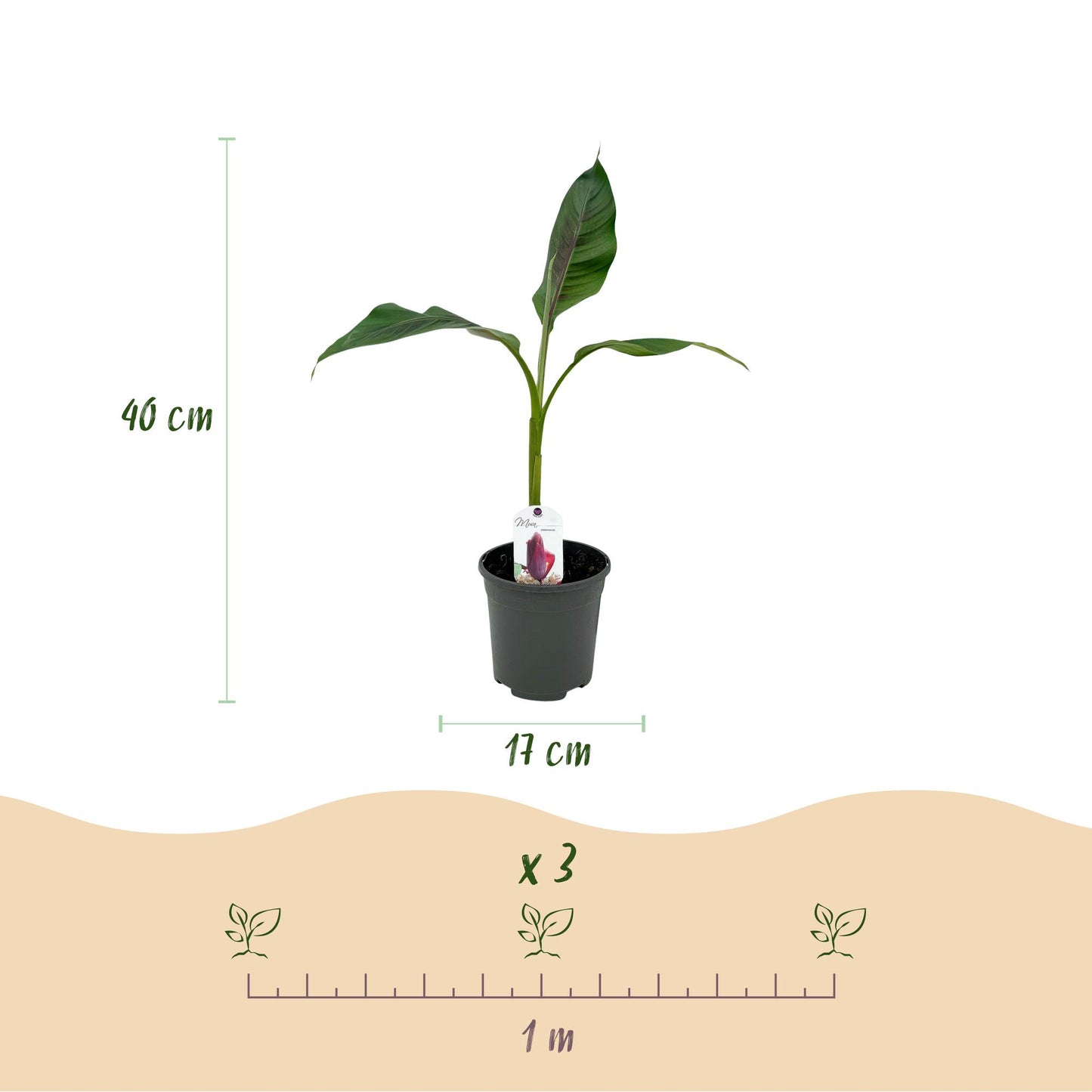 Bananenpflanze Musa sikkimensis Red Tiger - 4 Pflanzen - Topf 17cm - pflanzfix24