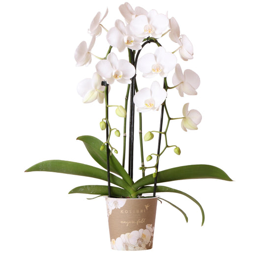 Kolibri Orchideen Phalaenopsis Niagara Fall Weiß Ø12cm – Pflanzfix24.de - Pflanzfix24.de