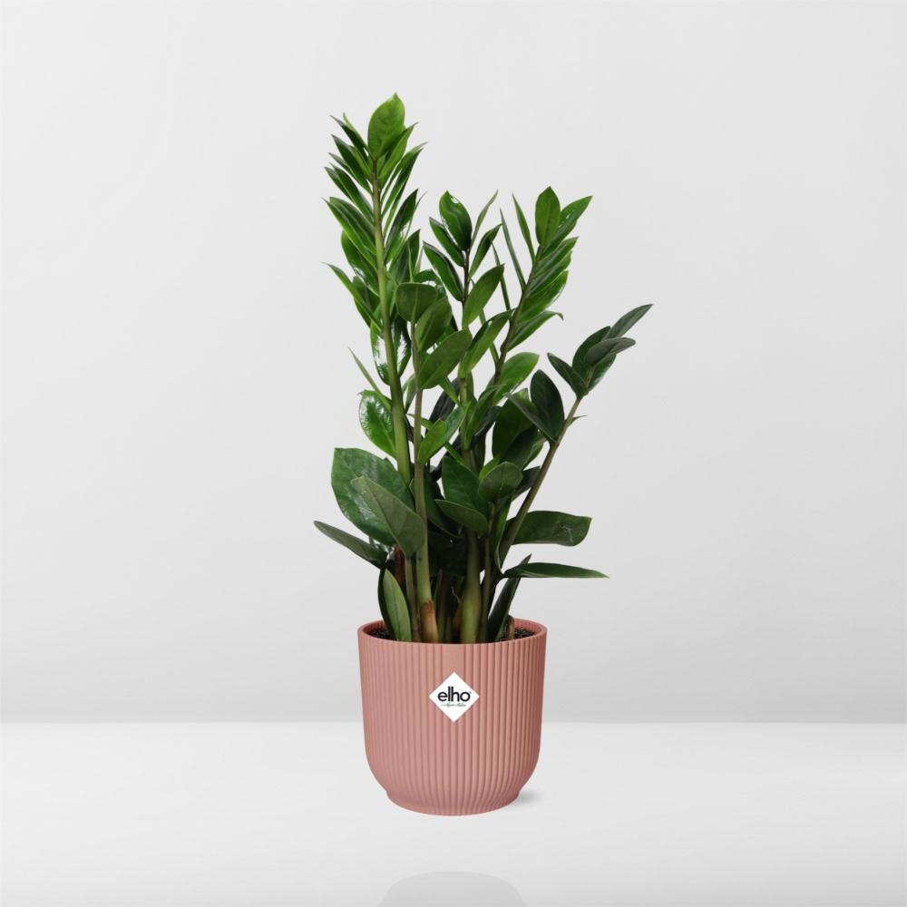 Zamioculcas ZZ-Pflanze 45–50 cm im rosa Elho-Topf – pflanzfix24