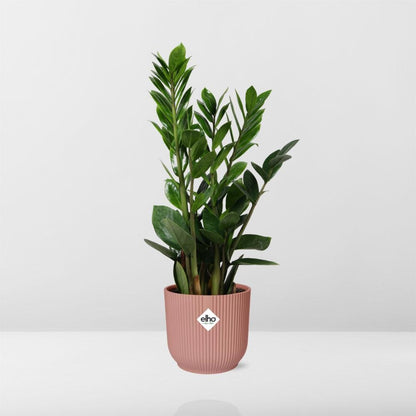 Zamioculcas ZZ-Pflanze 45–50 cm im rosa Elho-Topf – pflanzfix24
