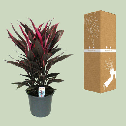 Cordyline Tango Toef - Ø19cm - ↕55cm - Pflanzfix24