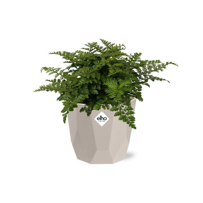 Asplenium Parvati in ELHO b.for rock 14 cm warm grey - Pflanzfix24