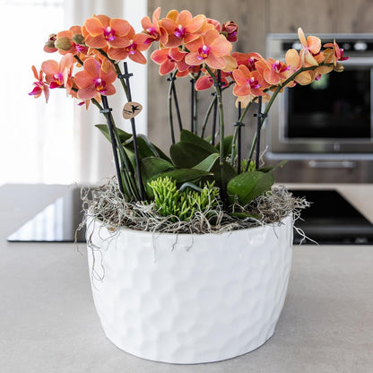 Orangenes Orchideen-Pflanzenset mit Wasserreservoir | Pflanzfix24.de - Pflanzfix24.de