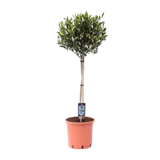 Olea Olijf - Ø22cm - ↕90cm - Pflanzfix24