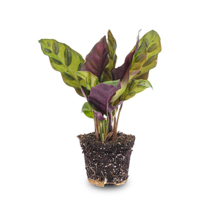 Calathea Lancifolia - Terrarium Pflanze - Ø 6cm Topf - Pflanzfix24.de - Pflanzfix24.de