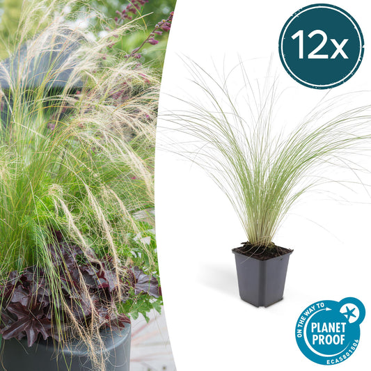 12x Stipa tenuissima 'Ponytails' Ziergras 10-25cm | Pflanzfix24.de - Pflanzfix24.de