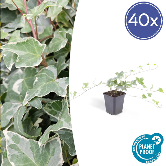 40x Hedera helix 'Glacier' - ↕10-25cm - Ø9cm - Pflanzfix24.de - Pflanzfix24.de