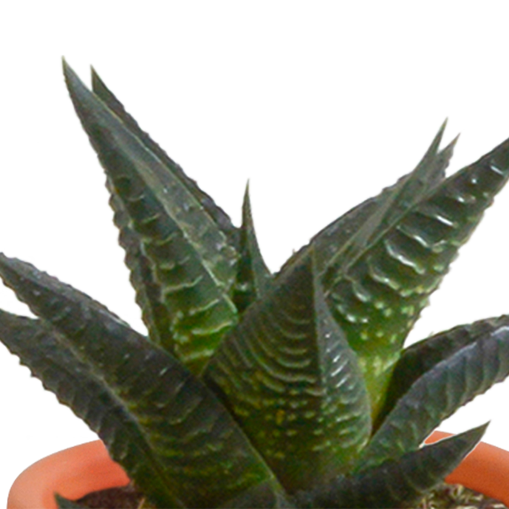 Cactus en vetplanten Mischung 5,5 cm | 15 stück - in Mexicaanse pot - Pflanzfix24.de - Pflanzfix24.de