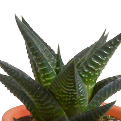 Cactus en vetplanten Mischung 5,5 cm | 15 stück - in Mexicaanse pot - Pflanzfix24.de - Pflanzfix24.de