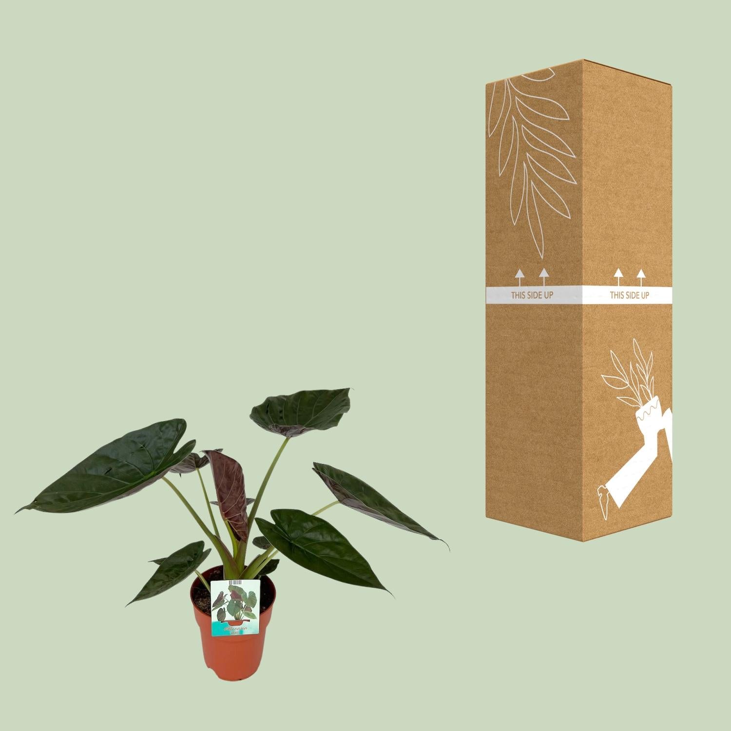 Alocasia Wentii - Ø19cm - ↕85cm - Pflanzfix24.de - Pflanzfix24.de