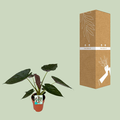 Alocasia Wentii - Ø19cm - ↕85cm - Pflanzfix24.de - Pflanzfix24.de