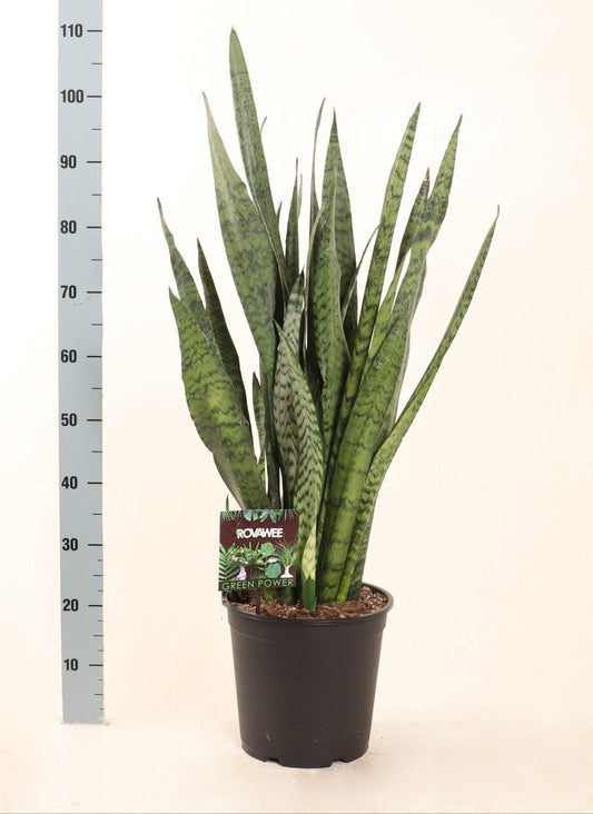 Sansevieria Zeylanica - Ø27 ↕100 - Pflanzfix24