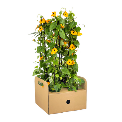 4x Thunbergia alata Sunny Susy New Orange Ø13 cm - ↕60 cm - Pflanzfix24.de - Pflanzfix24.de