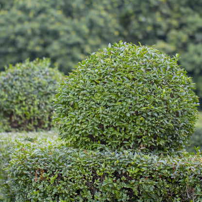 GreenboutiQ - Ligustrum ovalifolium Heckenpflanzen - 6 Pflanzen - Pflanzfix24.de - Pflanzfix24.de