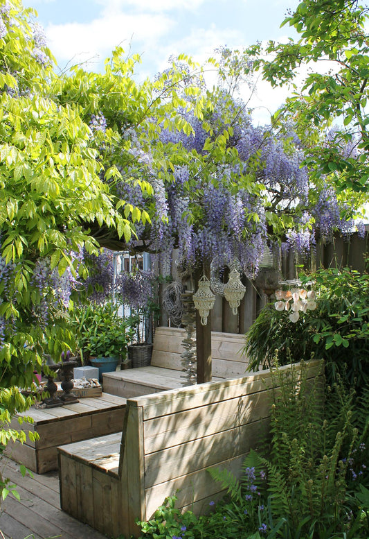 2x - Wisteria sinensis 'Caroline' - ↨65cm - Ø15 - Pflanzfix24.de - Pflanzfix24.de